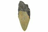 Partial, Fossil Megalodon Tooth - Serrated Blade #371719-1